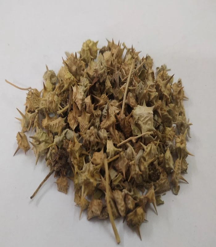 Large Caltrops Dried (raw) / Yanai Nerunjil (KAJJSIDA DODDA NEGGILU , ANE NEGGILU)