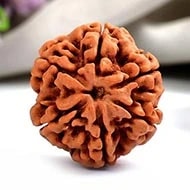 6 Mukhi Rudraksha Bead , Six Mukhi Faced Spiritual Rudraksha Bead