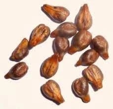 Grape Seeds (Edible) - Grapes Seeds - Angoor Beej - Angur Beej - Vitis Vinifera