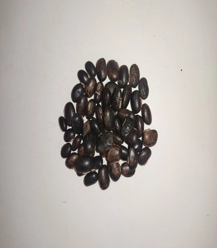 Velvet Bean Dried Seed (raw) / Poonaikali (BEAN BEEJAGALU)