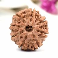 8 Mukhi Rudraksha Bead original Energised Eight Mukhi - Eight Faced Rudraksha