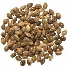 Hemp (Seeds) (With Shell) - Bhang (Beej) - Beej Sabaj - Vijaya - Shivpriya - Hemp Nuts - Cannabis Sativa
