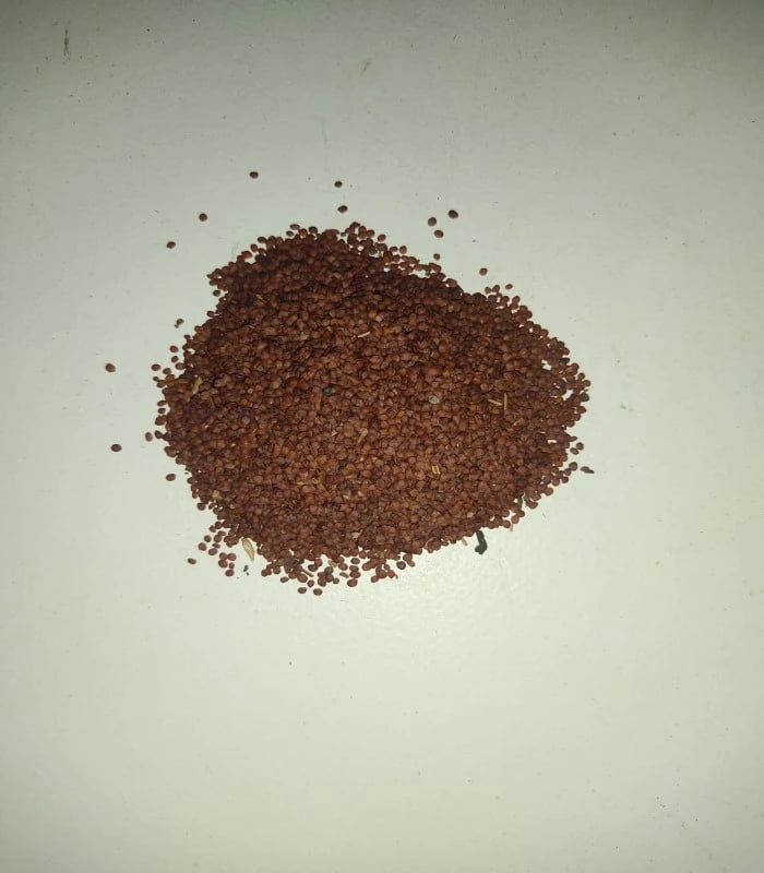 Marsh Barbel Dried Seed (raw) / Neermulli Seed (KOKILA KSHAMU)