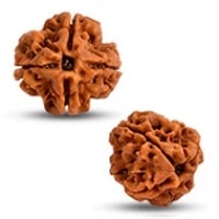 4 Mukhi Rudraksha Bead | 4 Faced Rudraksha