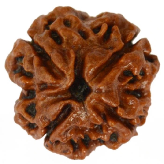 4 Mukhi Rudraksha Bead | 4 Faced Rudraksha