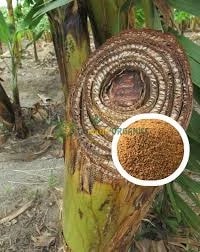 Banana Tree Stem Powder / Vazhaithandu 50 Grams